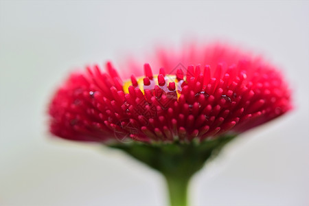 风雨过后 粉红贝利斯佩兰尼斯粉色季节花园花假红色背景绿色雏菊花瓣水滴图片