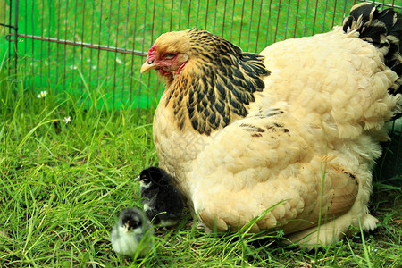 母鸡和小鸡一个棕色和黑黑色的母鸡 和她的小鸡对着绿背景紧紧闭背景