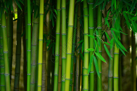 绿竹绿色竹子公园丛林植物叶子花园森林生长生活背景图片