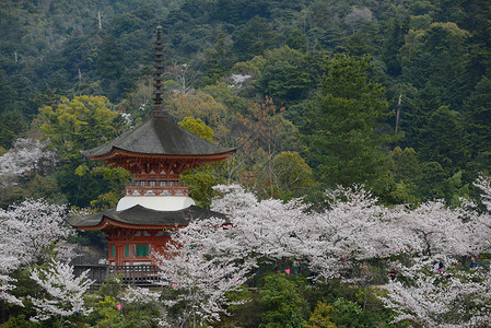 楞严塔岛宝塔建筑学神社地标旅行旅游樱花遗产寺庙神道背景