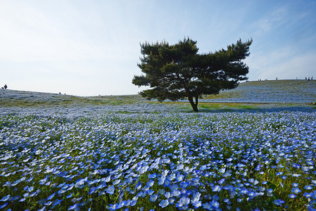 蛋白质开花旅游植物场地风景旅行白色爬坡花园观光季节高清图片