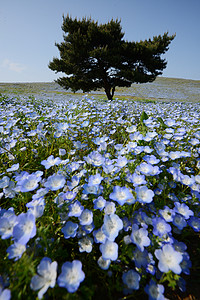 蛋白质开花蓝色花园白色旅游天空旅行季节观光爬坡场地高清图片