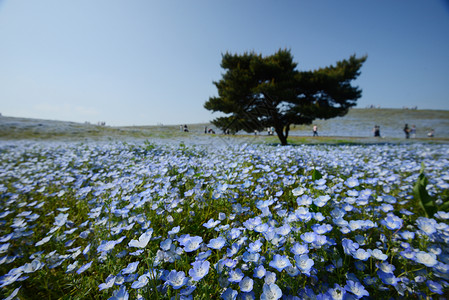 蛋白质开花白色旅行蓝色花园观光季节场地爬坡天空风景高清图片