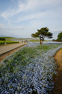 蛋白质开花白色季节爬坡蓝色场地天空风景旅游观光花园高清图片