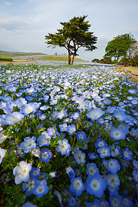 蛋白质开花爬坡风景白色场地植物天空旅游旅行花园季节高清图片