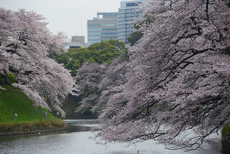 千鸟渊公园鸟谷旅行天空风景樱花季节蓝色节日粉色地标公园背景