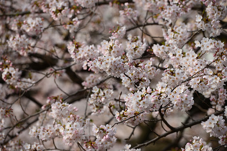 萨库拉花植物群植物粉色季节白色花瓣花园高清图片