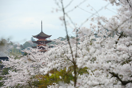 楞严塔岛宗教建筑学樱花旅行遗产神社旅游神道地标寺庙背景