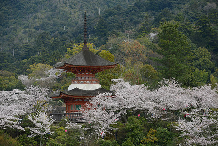 楞严塔岛神社神道樱花地标遗产宝塔旅行旅游寺庙宗教背景