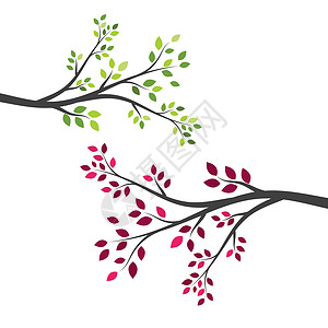 树枝矢量设计生长收藏绘画叶子森林鸽子季节分支机构卷曲植物群插画
