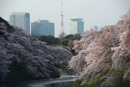 千鸟渊公园鸟谷蓝色天空节日樱花粉色地标风景旅行季节公园背景