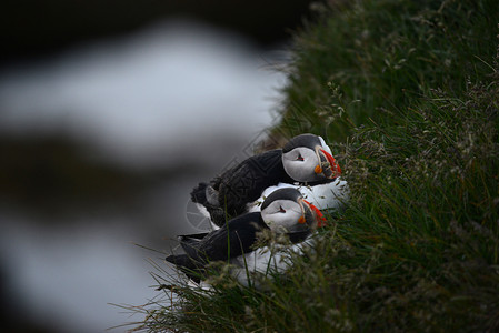 海雀科动物冰岛石器白色黑色动物海鸟海雀旅行绿色荒野悬崖野生动物背景