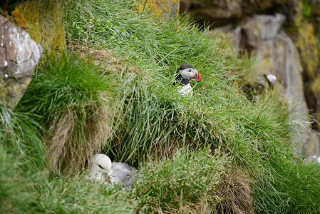 海雀科动物冰岛石器黑色白色海雀绿色野生动物悬崖旅行海鸟动物荒野背景
