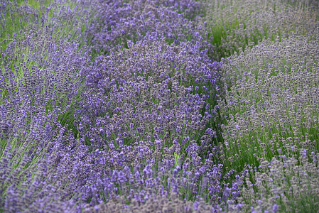 淡紫地草本香味紫色植物农场绿色季节香气薰衣草香水背景图片