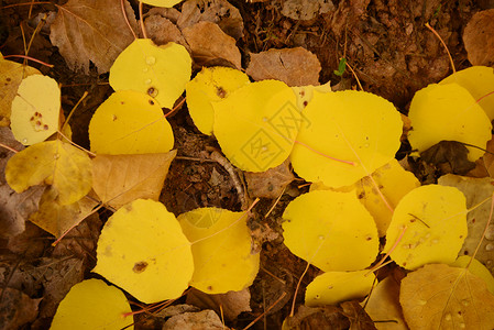 黄树叶植物黄色树叶季节地面背景图片