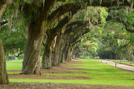 橡木行绿色弯曲花园植物曲线历史性树干大厅苔藓生活高清图片