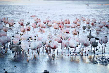 波利维亚的法拉明戈异国旅行动物荒野粉色情调公园沙漠火烈鸟鸟类背景图片