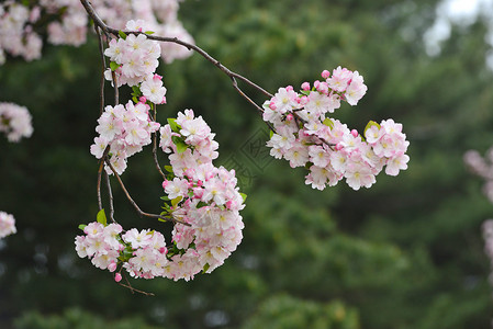 樱花花粉色背景图片