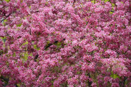 樱花花季节性粉色背景图片