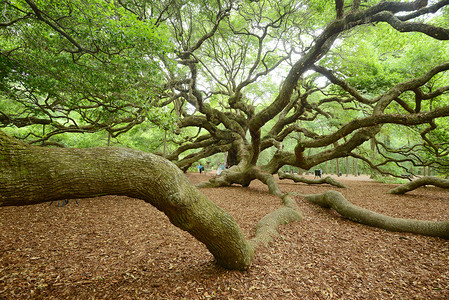 天使橡树地标公园绿色木头植物背景图片