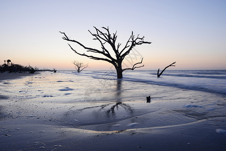 海滩上的死树植物学树干植物荒野公园养护蓝色天空海岸地平线背景图片