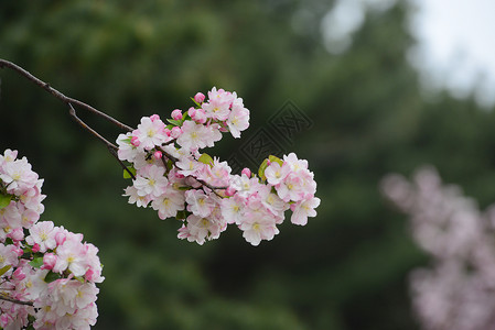 樱花花粉色背景图片