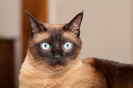 蓝眼睛暹罗猫一只美丽的蓝眼睛的可爱西阿米斯养猫肖像宠物白色头发眼睛面具黑色毛皮蓝色小猫棕色背景