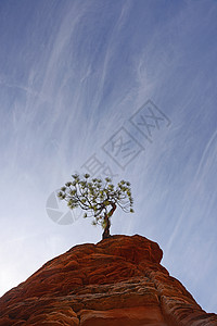 沙石岩上的树天空植物岩石砂岩公园红色松树蓝色背景图片