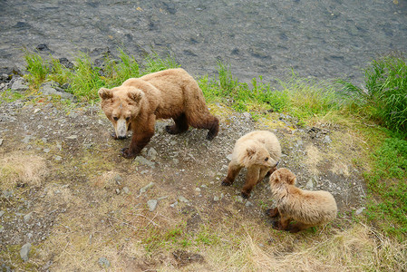 沿海熊棕色的熊属高清图片