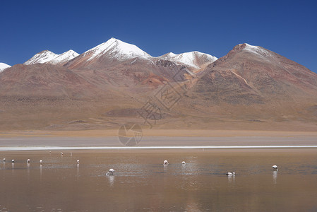 玻利维亚山高度火山棕色沙漠顶峰背景图片