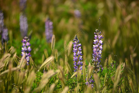 乳花花紫色植物群荒野蓝色草地植物花园场地背景图片