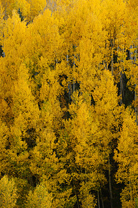 黄秋秋叶子荒野森林树叶季节风景黄色树木白色背景图片