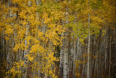 黄秋秋叶子荒野森林风景季节黄色白色树叶树木背景图片