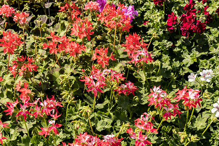 雪铁龙春花市场上的花朵花卉园艺花园绿色温室花瓣植物红色生长年度叶子背景