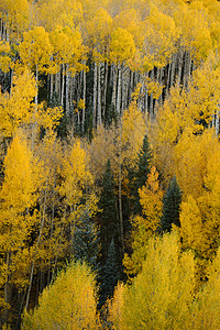 黄秋秋白色树木黄色季节树叶荒野叶子风景森林背景图片