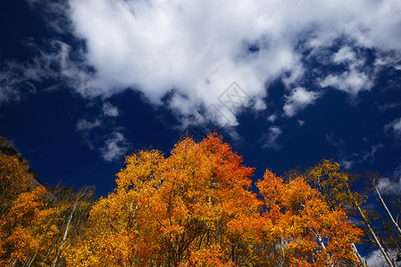 黄秋秋叶子风景荒野黄色白色季节树叶森林树木背景图片