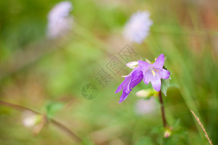 园边花花背景图片