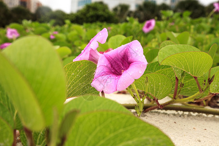 一条铁路葡萄藤的紫花团绿色啤酒花海滩跳水山羊海岸牵牛花番薯花瓣海湾背景图片