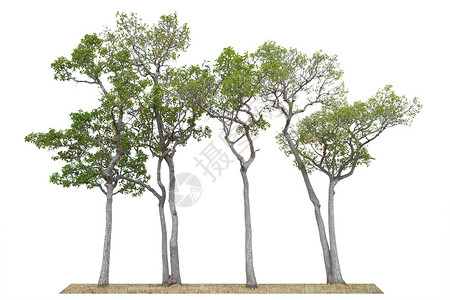三棵树白色背景上的树隔离 设计对象元素 缩小路径 C植物学多叶木头生态绿色植物生活叶子花园森林树干背景