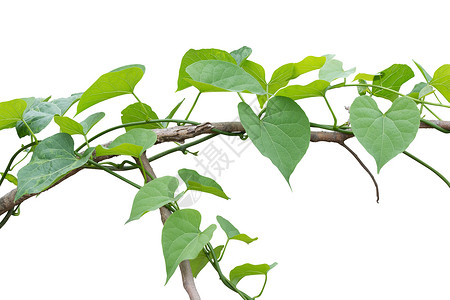 常春藤枝条白背景上孤立的藤树植物 cuting 路径生长叶子植物学花园框架摄影枝条衬套绿色树叶背景
