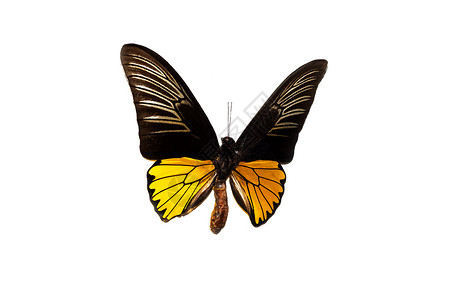 大蝴蝶 黄翅膀 白底隔离在白色背景上航班动物昆虫情调钻石框架收藏环境野生动物异国背景图片