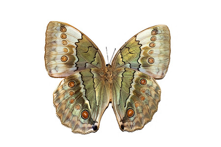 大蝴蝶 黄翅膀 白底隔离在白色背景上动物森林野生动物惊奇情调宝石异国航班钻石框架背景图片