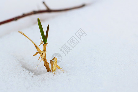 绿色植物在冬天的雪中发芽背景