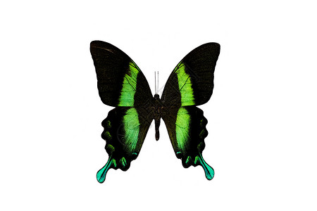 白底蝴蝶素材大蝴蝶 绿翼 白底隔离在白色背景上航班动物君主生物学宏观花园紫色野生动物生物鳞翅目背景