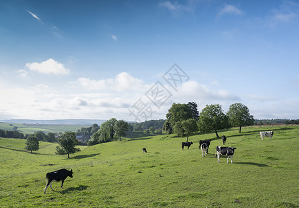 老奶洋芋法兰西Charleville附近法国Ardennes老村庄附近的黑奶和白奶牛天气冒险农场远足国家农田土地草地奶牛动物背景