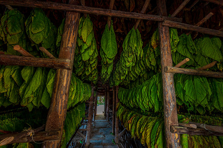 挂在干燥棚中的烟草叶烟叶水平农场高清图片