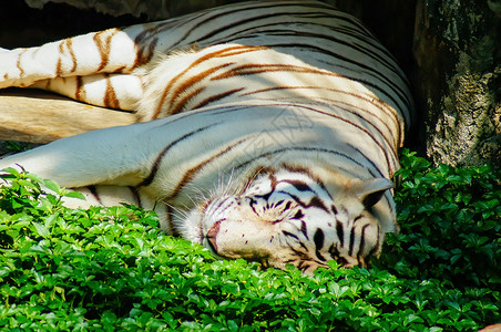 白老虎躺在阳光明日的青草上动物群绿色生物哺乳动物脊椎动物生活荒野动物园植物野生动物背景图片