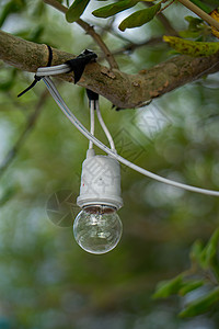 中缀在树枝上包着的旧白种灯泡 背景是绿色的bokeh背景