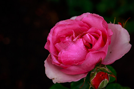 红玫瑰 全闪光花花朵玫瑰水平园艺背景图片
