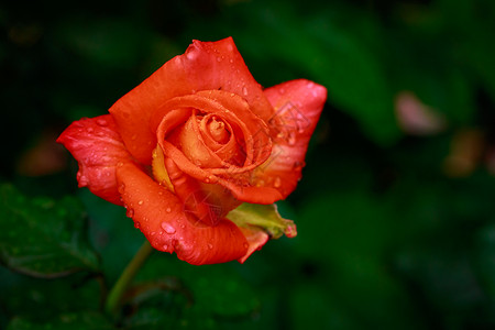 红玫瑰 全闪光花花朵玫瑰园艺水平背景图片